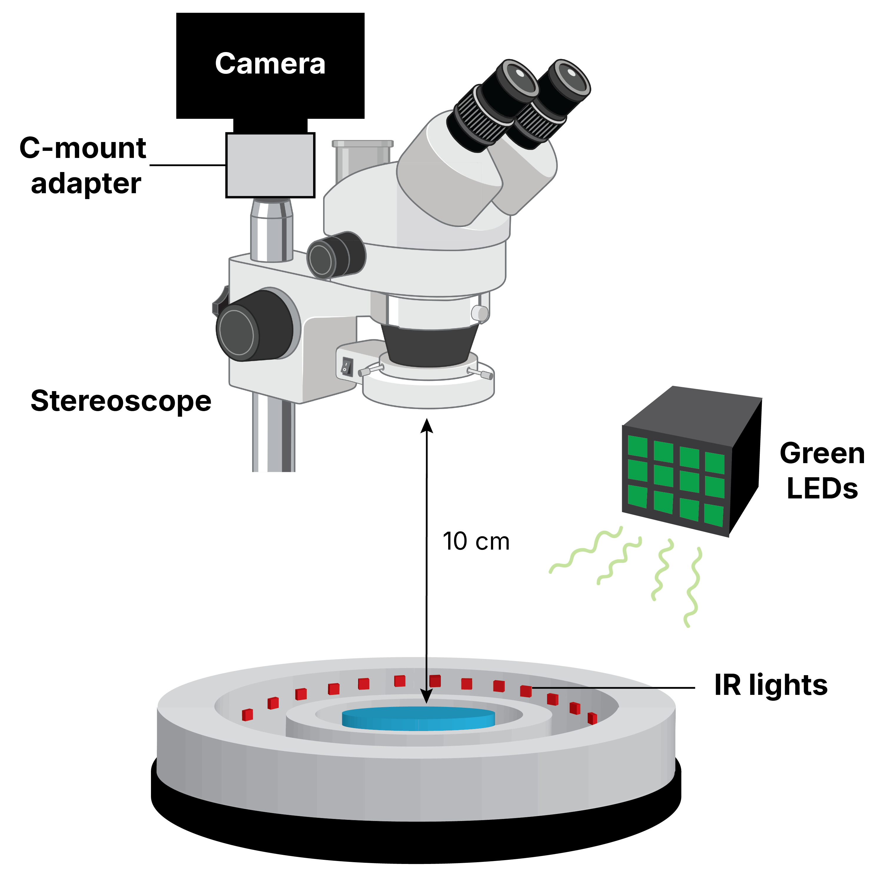 C. elegans tracking rig