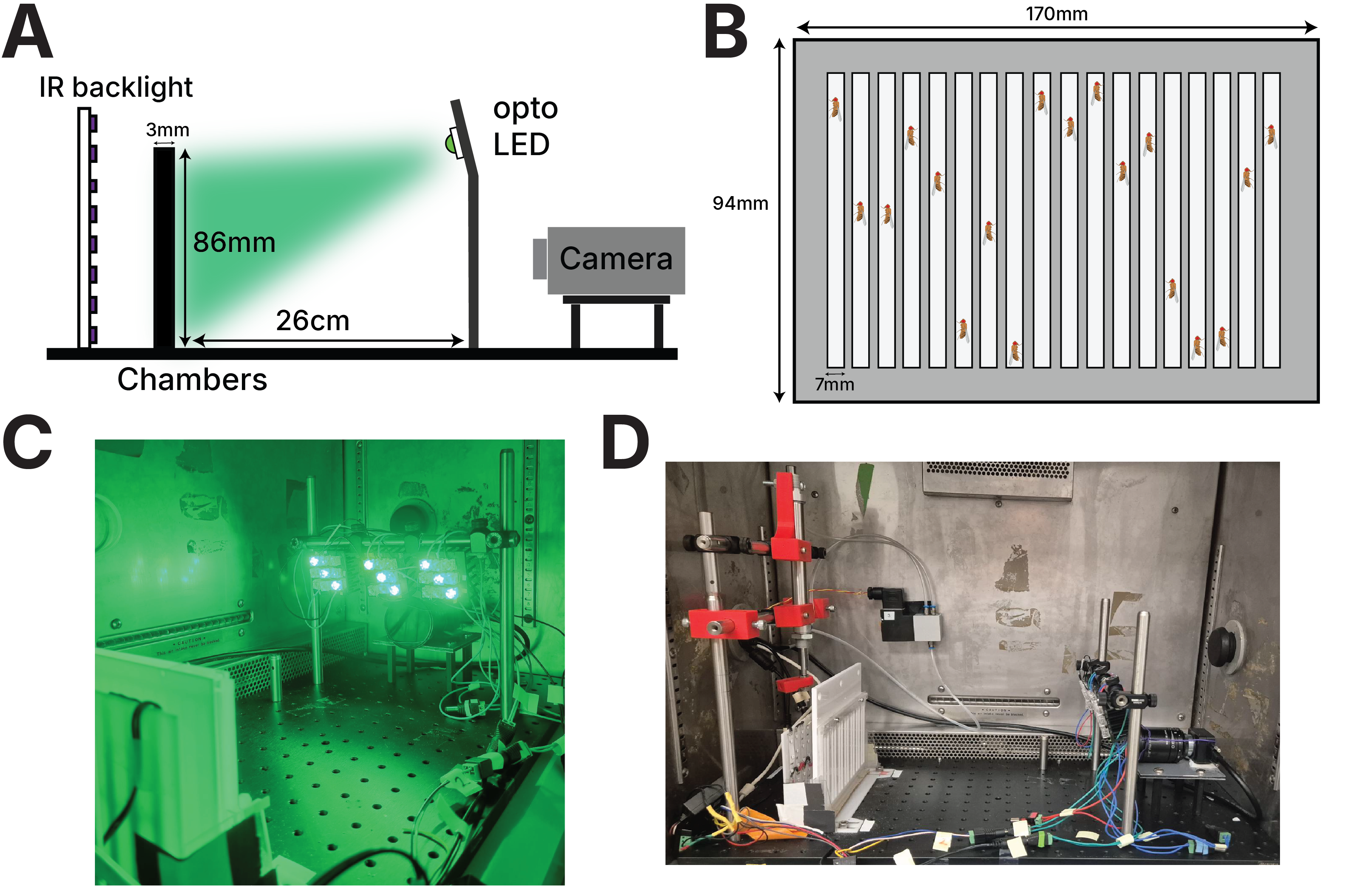 Climbing assay apparatus in four panels: (A) side schematic with IR backlight, the 3 mm x 86 mm chambers, opto LED and camera 26 cm away; (B) top-view diagram of the 170 x 94 mm cassette with 17 seven-millimetre lanes each holding a fly; (C) the green-lit rig inside the incubator; (D) the automated rig with red 3D-printed brackets, pneumatic piston and solenoid valve