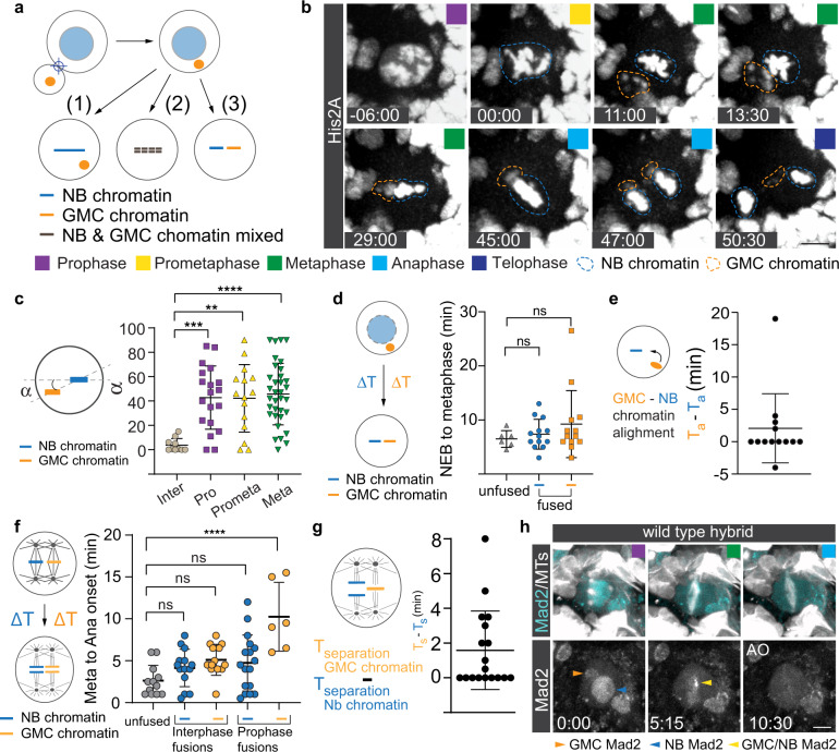 Figure 1 from the chromosomes-in-fused-cells paper