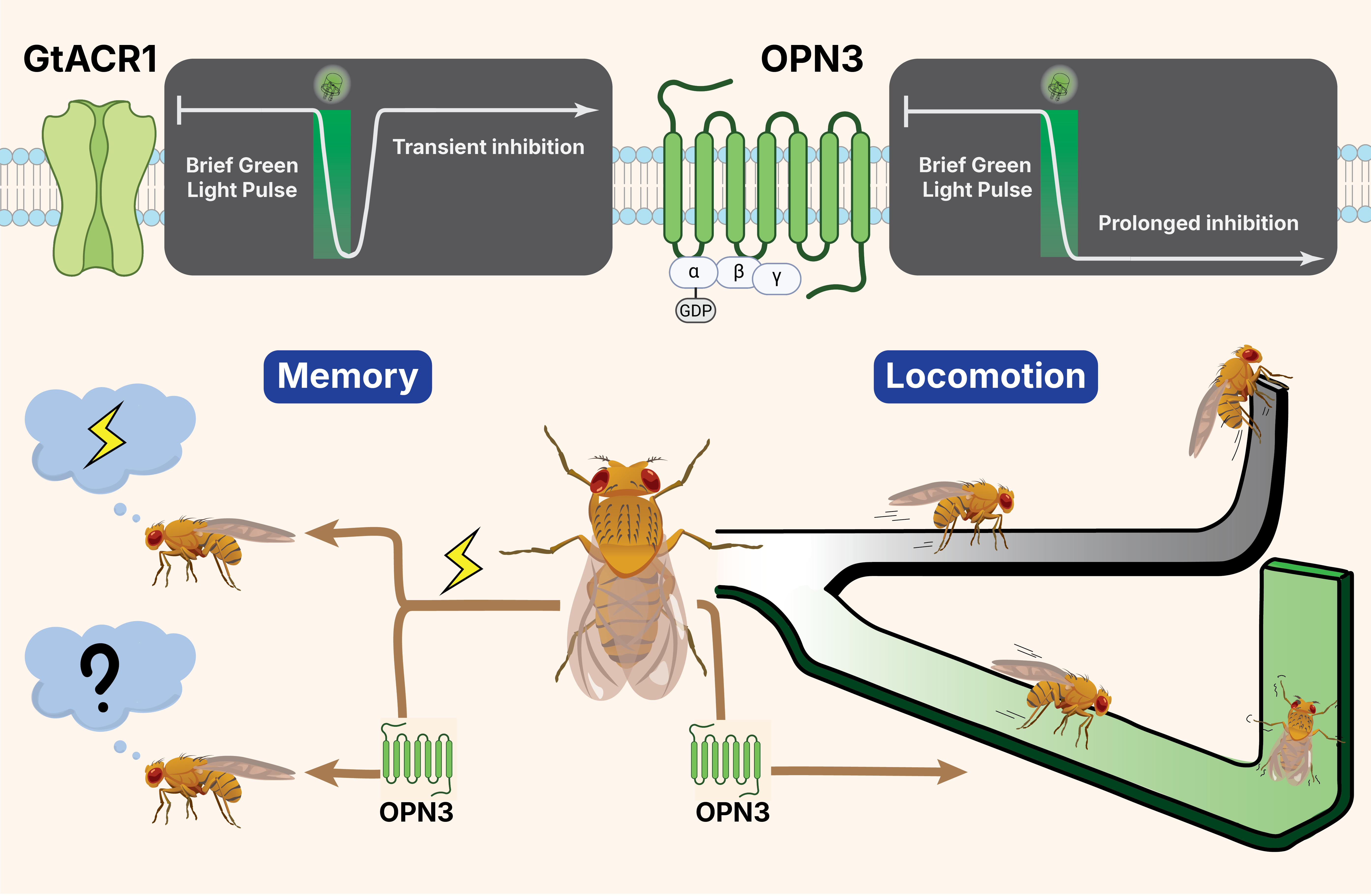 OPN3 graphical abstract