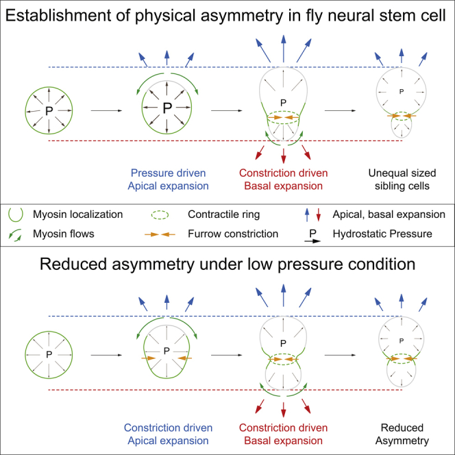 Graphical abstract of the sibling cell size asymmetry paper